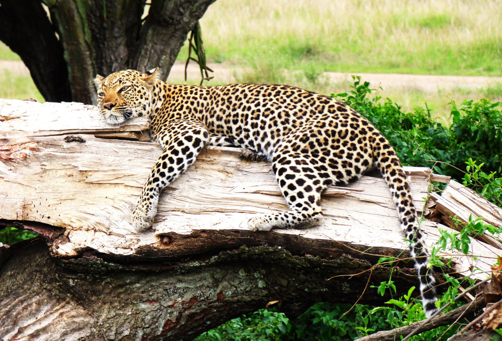 Fahrt in den Queen Elizabeth Nationalpark, Pirschfahrt & „Explosion Crater Drive“